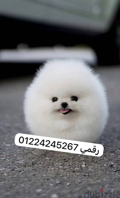 Pomeranian