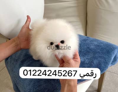 Pomeranian puppy