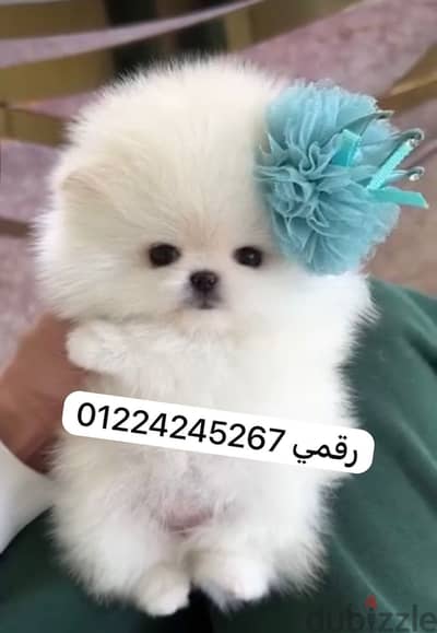 Tea cup pomeranian