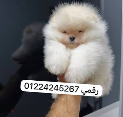 Pomeranian بومارنيان ٤٥ يوم
