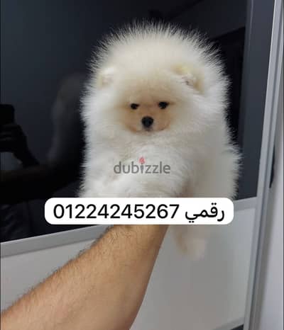 بومارنيان تي كاب pimeranian