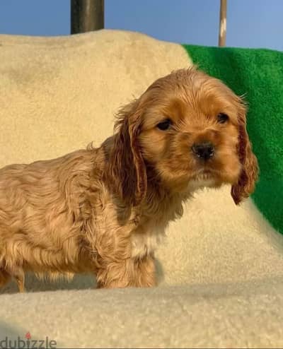 Cocker spaniel كوكر اسباني