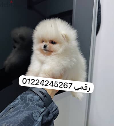 Pomeranian_بومارنيان-puppy