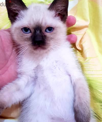 فطط  كيتن سيامي سيامى Siamese kittens