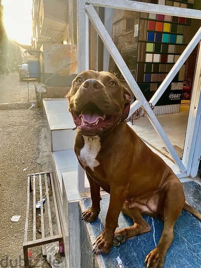 Pure Pitbull Girl