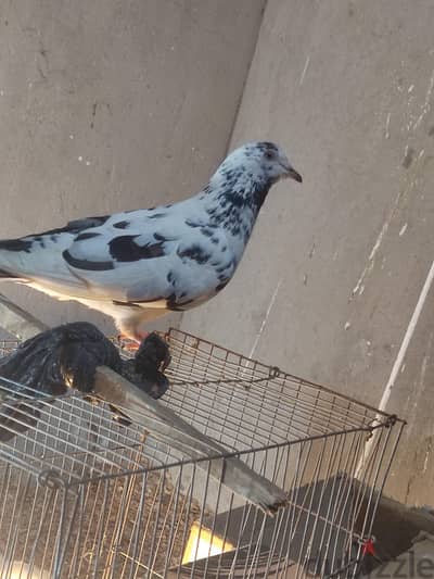نتايه بكستاني