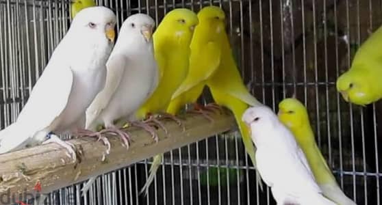 مطلوب دكره عين حمرا