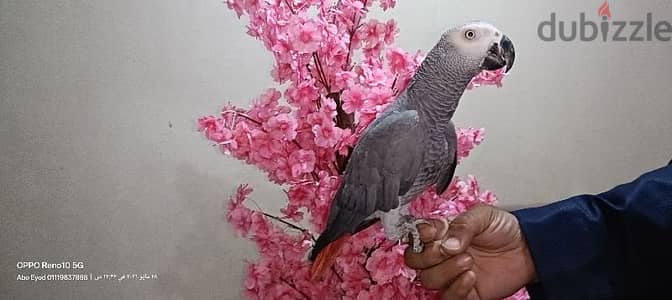 زنجبارى اليف