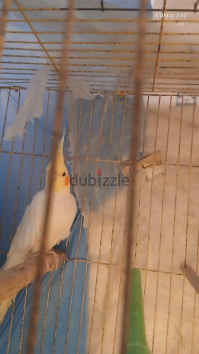 عصفير كوكتيل  شاغلين