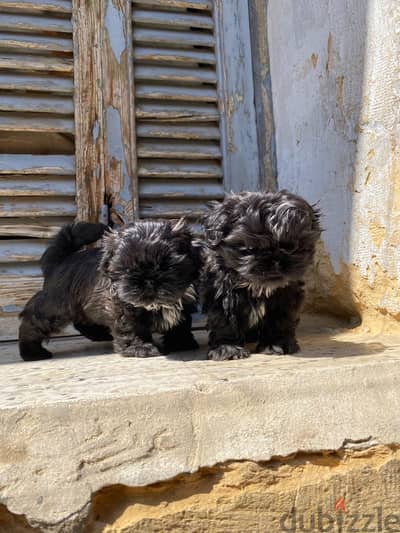 shih tzu