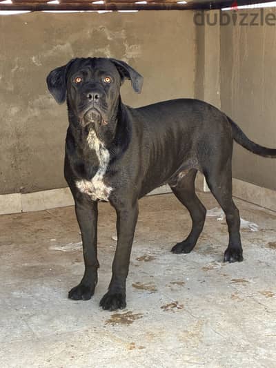 Cane corso dog for sale 1 year
