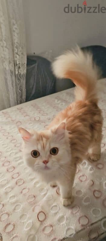 بنت شيرازى مون فيس ٣ سنين مطعمة