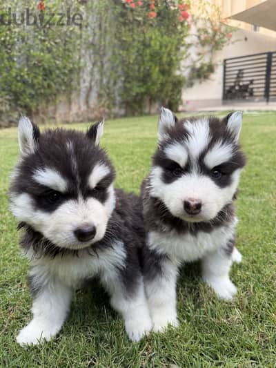Husky puppies for sale