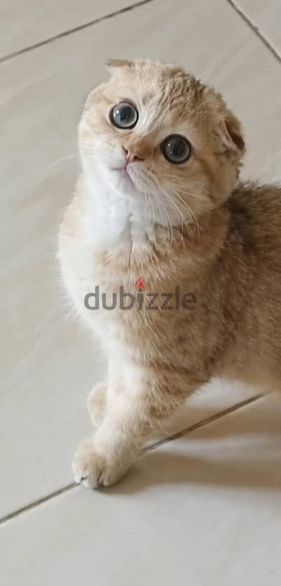 قطه سكوتش فولد