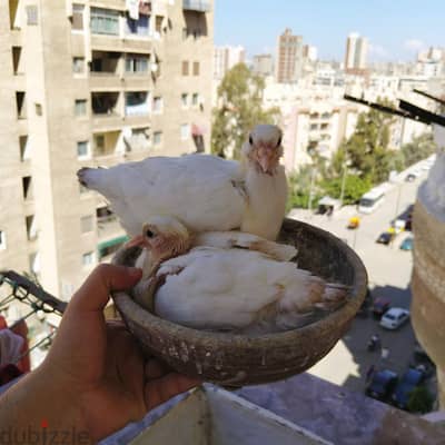 لاواحم  زغاليل
