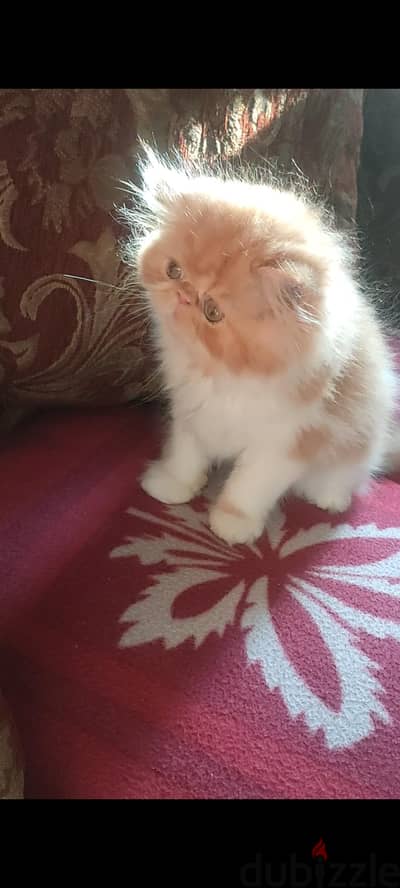 ذكر شهرين