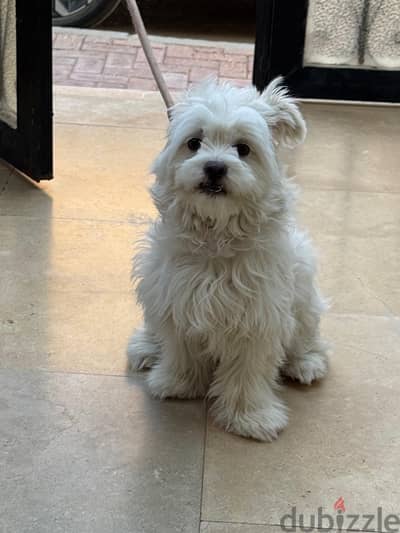 cute dog