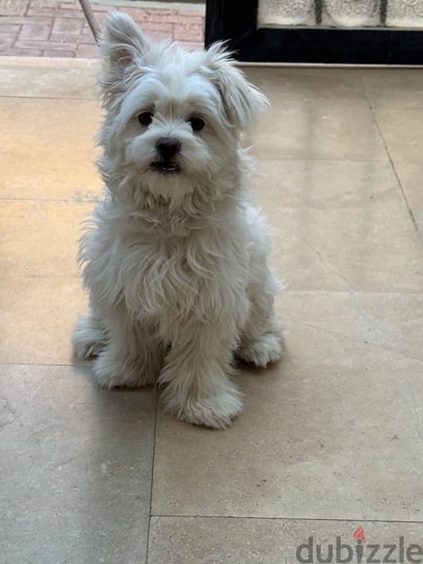 cute dog 1