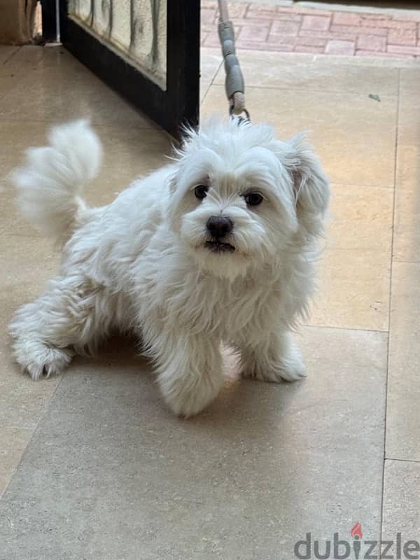cute dog 2