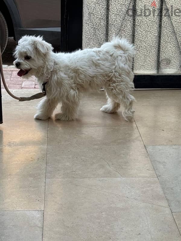cute dog 3