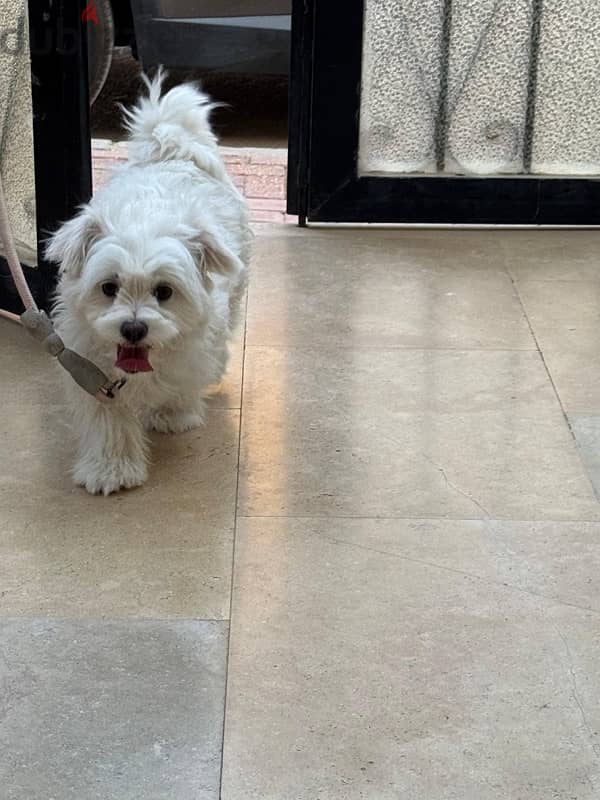 cute dog 4
