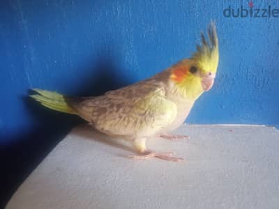 عصافير كوكتيل لسه مفطومه