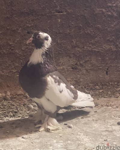 ذكرين