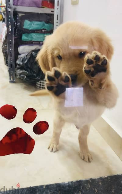 Available golden retriever puppies for new homes!!