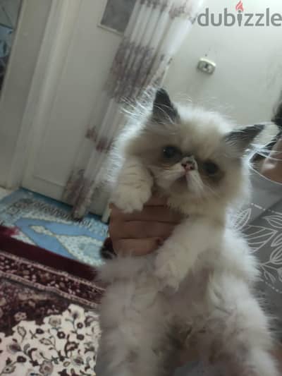 باى كلر للبيع
