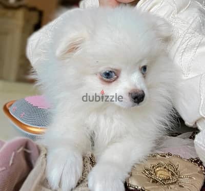 كلب pomeranian بعمر سنة