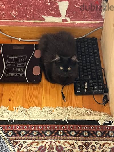 قطه لتبنى (Cat for Adoption)