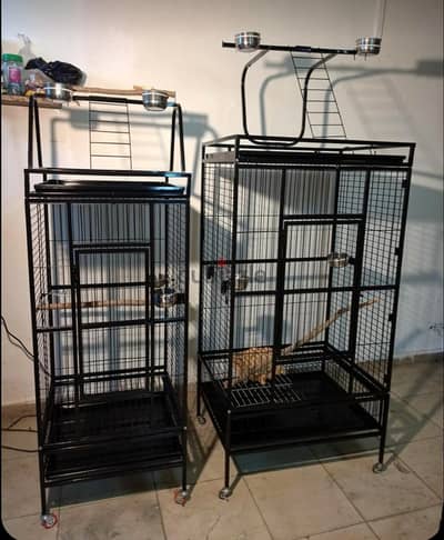 cage parrots