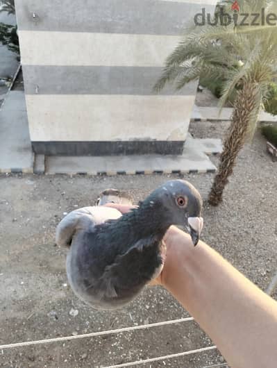 فرد زاجل قزازي
