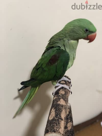 مريوطيه فيصل