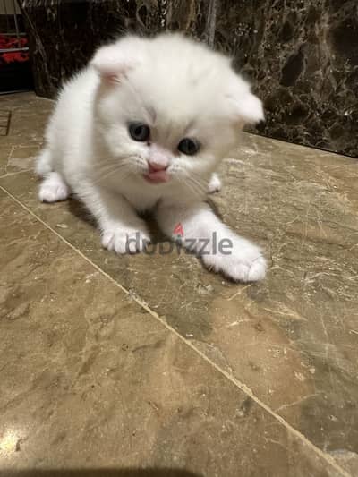 Adorable Pure White Folded Ear Female Kitten