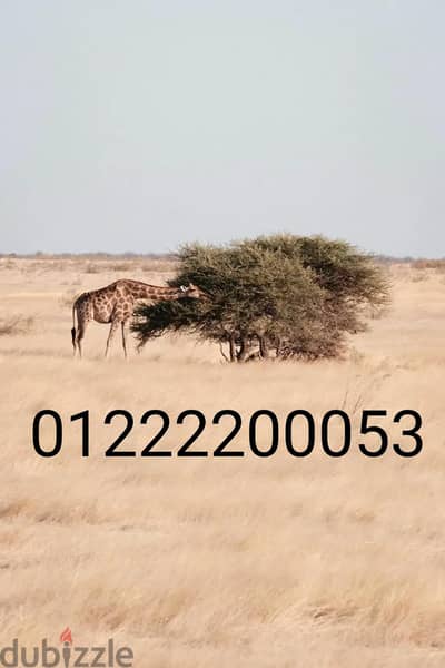 رقم اورانج