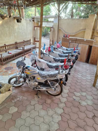 المنوفيه شبين كوم