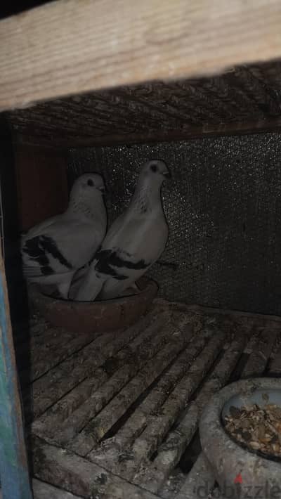 جسر السويس محطه العرب