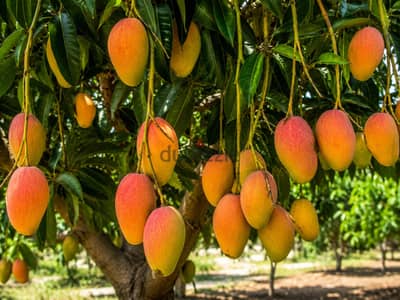 الاقصر  الرزيقات قبلى