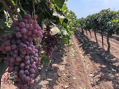Oranges farm for sale in Al-Khattab province of Al-Minufiah
