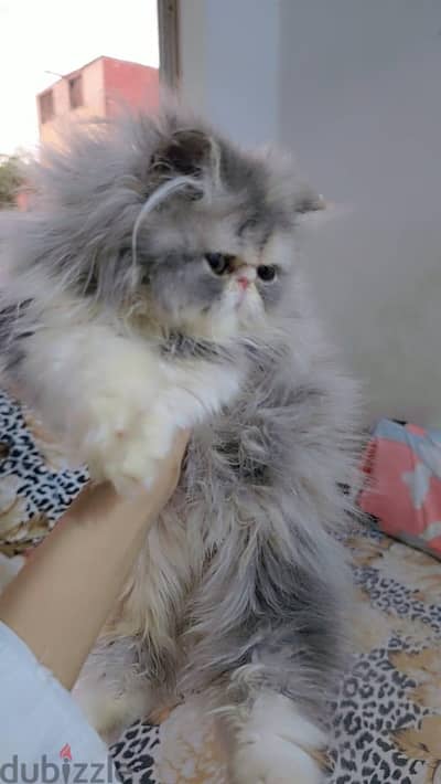 قطه بيرشن ٥٥ يوم