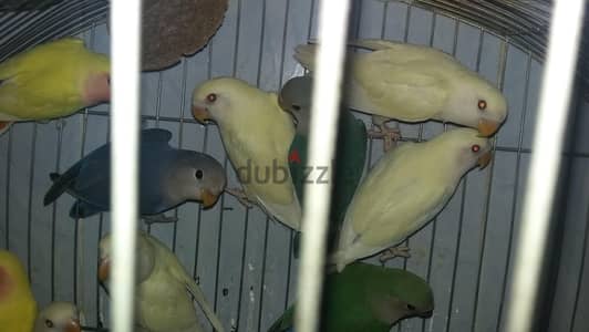 عصافير روز كريمى عين حمراء