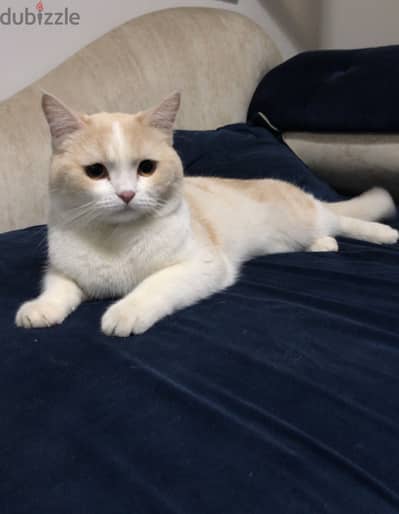 قط ولد عمره سنة وثلاثة شهور نوعه British Shorthair متطعم كل التطعيمات