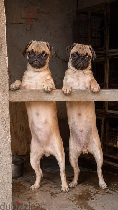 4 pug females and male for sale عدد 4 اناث بج وذكر منتجين