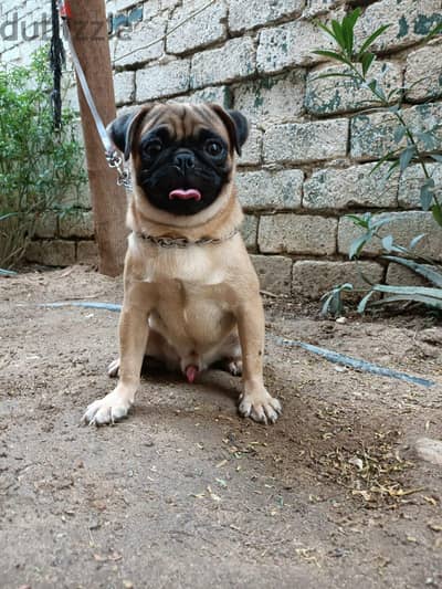 4 pug females and male for sale عدد 4 اناث بج وذكر منتجين