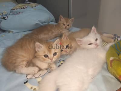 قطط شرازى بيور  53يوم