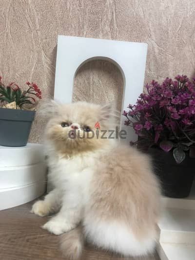 قط بيرشين زورار لونج هير توب عنده شهرين