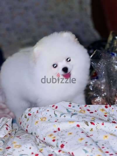Male Pomeranian teacup