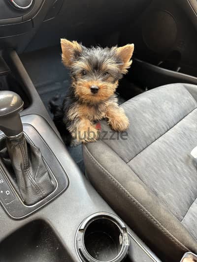 Yorkshire terrier puppy يوركشاير