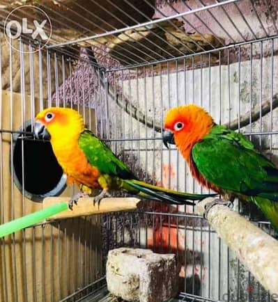 ببغاء قص صن جنداي بالغ معاه التحاليل دبل مغلقه شغال